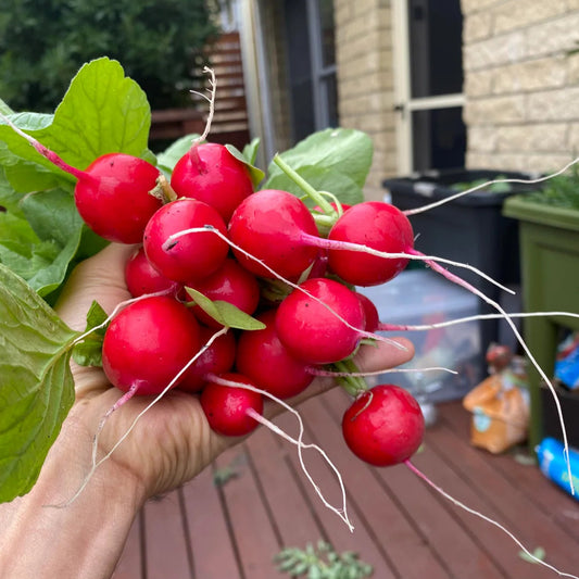 Hand holding a bunch of red radishes with green leaves on a wooden deck.