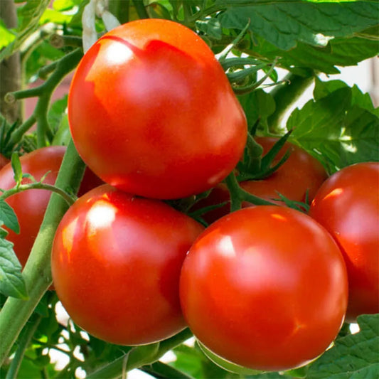 Tomato (Tamatar) - Round - F1 Hybrid Seeds