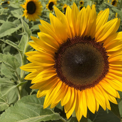 Helianthus (Golden) Seeds