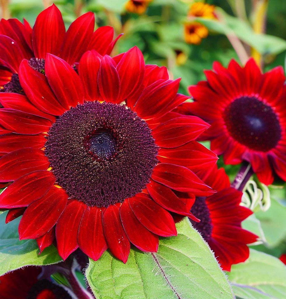 Helianthus - Red and Brown Shade - Seeds