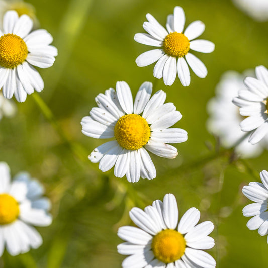 Chamomile (گل بابونه کے بیج) – 100+ Seeds
