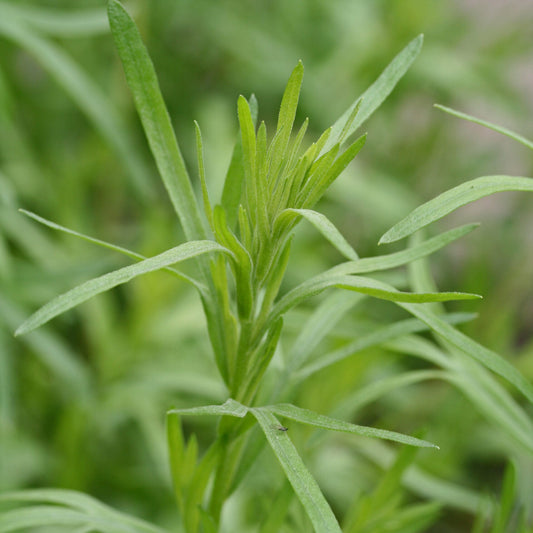 Tarragon – 50+ Seeds