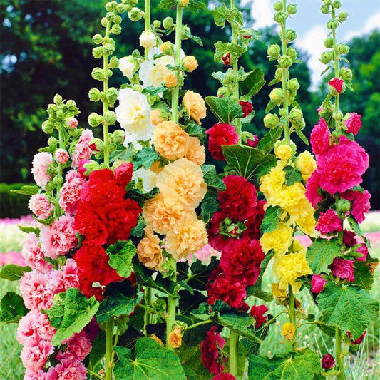 Hollyhock Mixed - Seeds