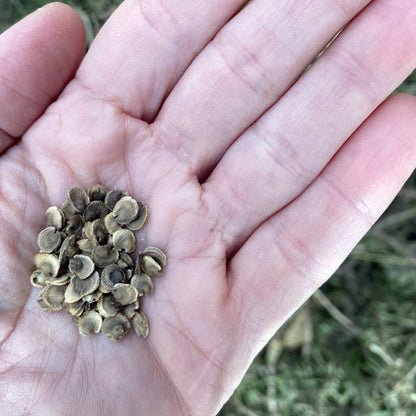 Hollyhock (گل خیرا) Double Mix – 20+ Seeds