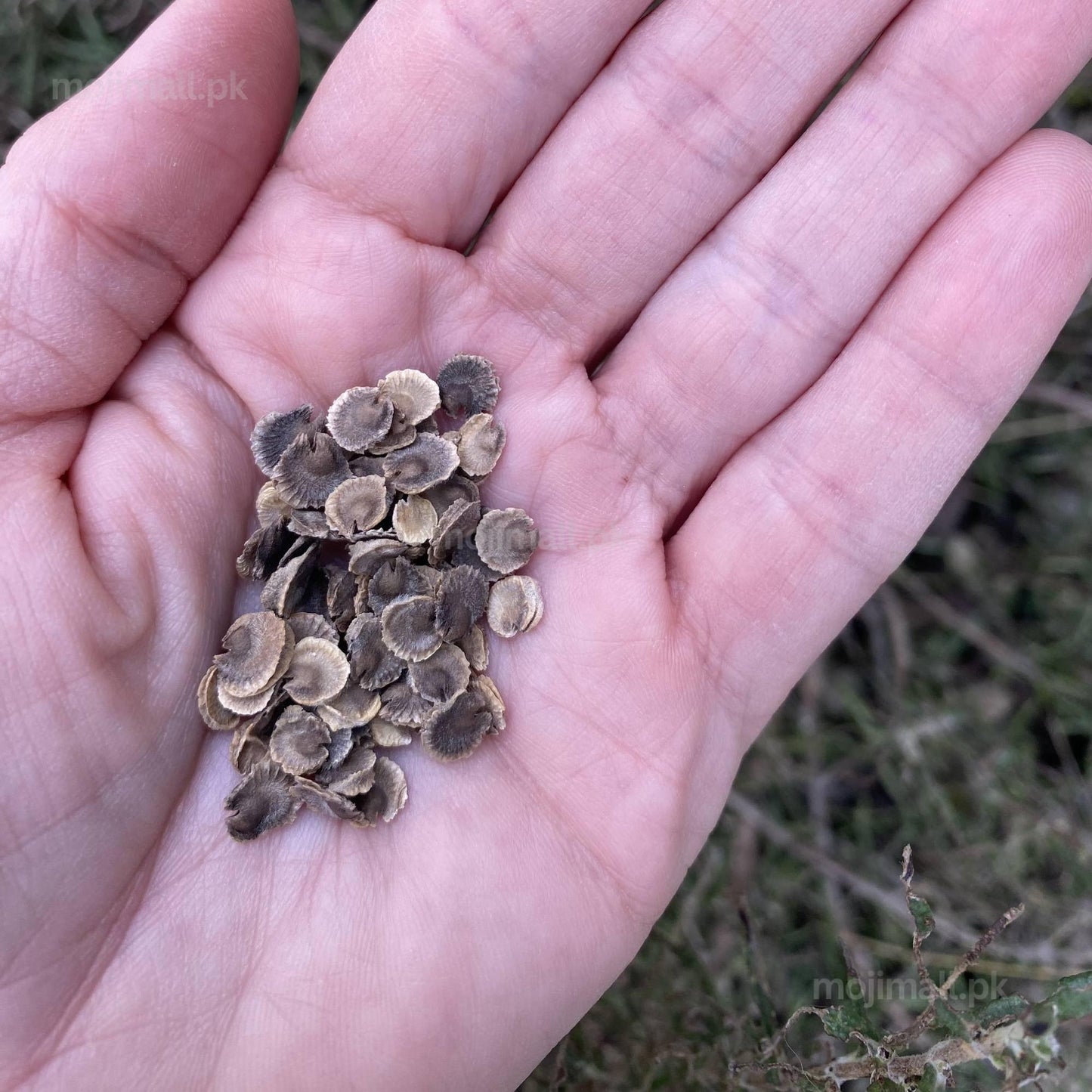 Hollyhock Mix (گل خیرا) – 30+ Seeds (WINTER)-Moji Mall Pakistan