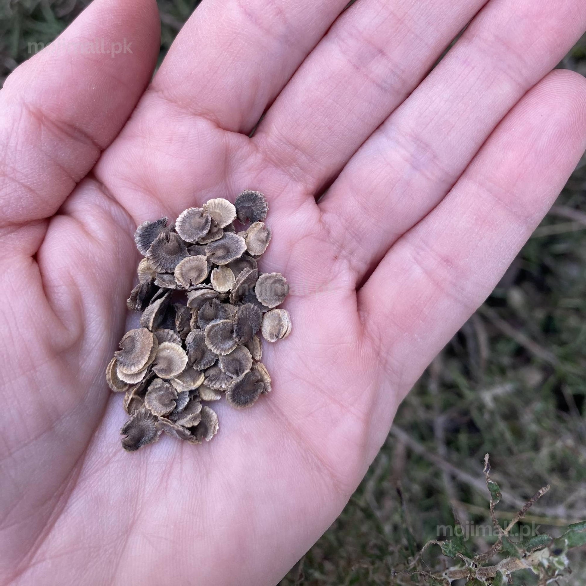 Hollyhock Mix (گل خیرا) – 30+ Seeds (WINTER)-Moji Mall Pakistan