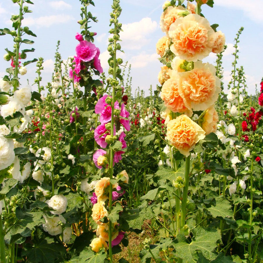 Field of colorful Hollyhock double  flowers including yellow, pink, and white blooms under a blue sky.