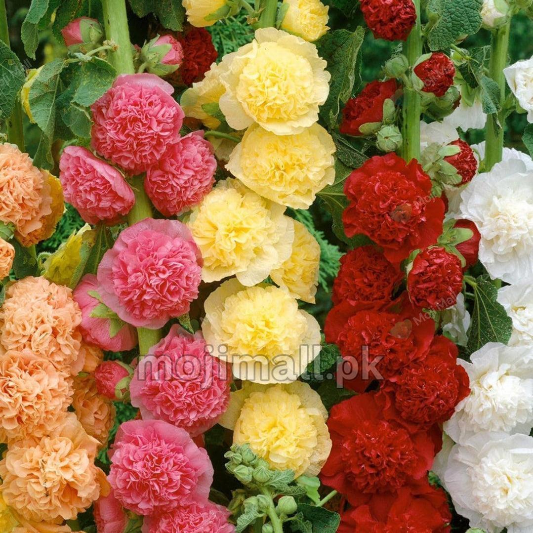 Winter Flower Seeds