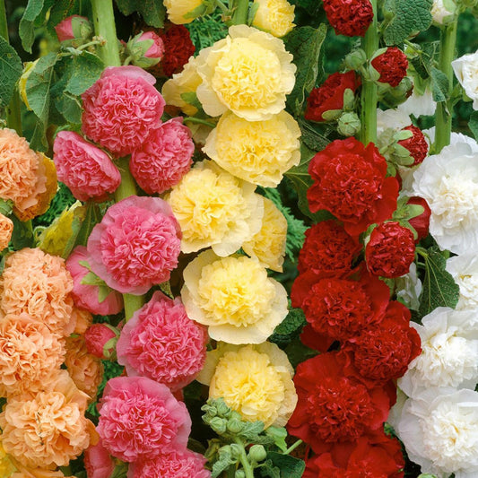 Colorful bouquet of Hollyhock double flowers including red, yellow, pink, and white.