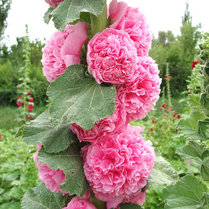 Pink Hollyhock double flowers with green leaves in a garden setting