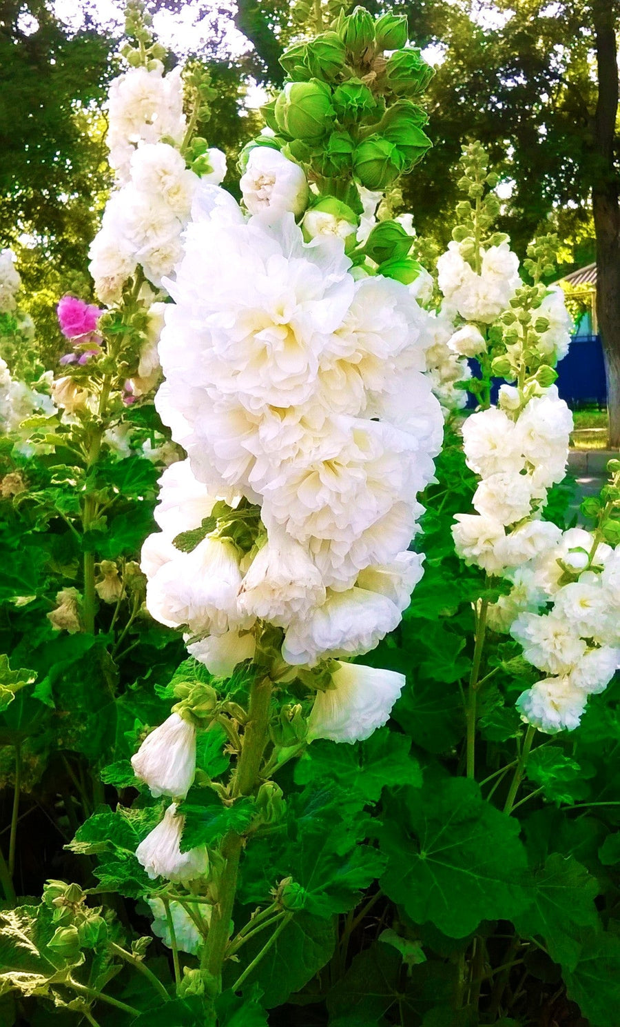 White Hollyhock double flowers with green leaves in a garden setting