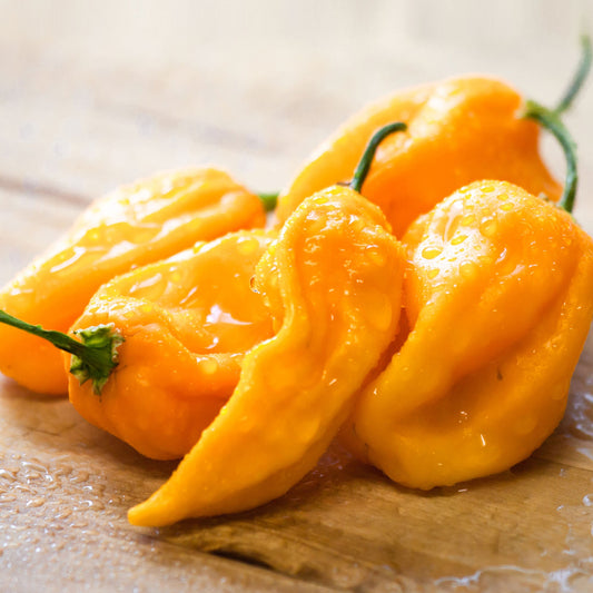 Habanero Pepper - Hot Yellow - Seeds