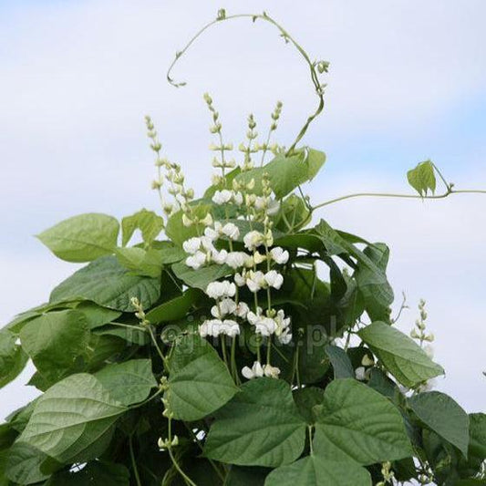 Hyacinth Bean Vine (White) – 10 Seeds-Moji Mall