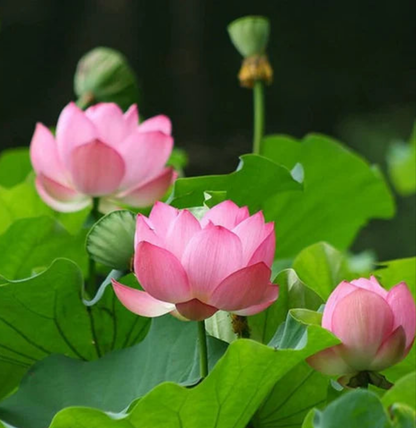 Lotus (Kanwal) - Pink - 5 Seeds