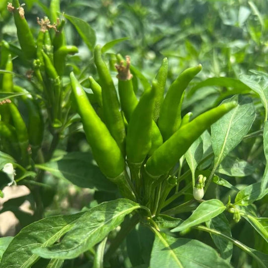 Chili - F1 Hybrid - 15+ Seeds