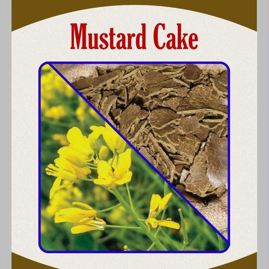 Mustard Cake