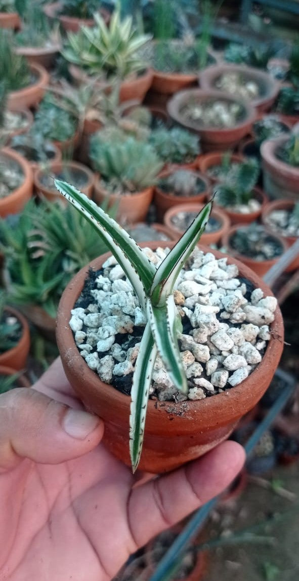 Agave - Victoriae Reginae - White Rhino Alba - Live Plant (Limited Only)