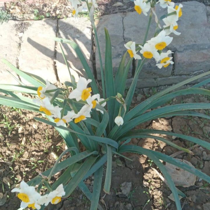 Daffodil (Nargis) - Bulbs