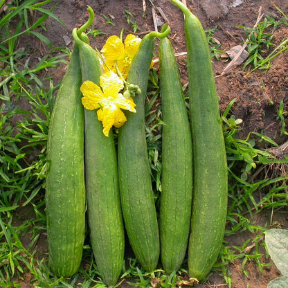 Sponge Gourd (دیسی توری کے بیج) – 25+ Seeds