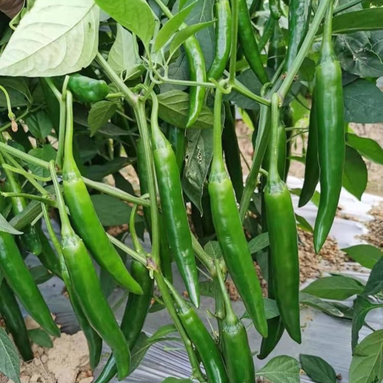 Chili (Desi Mirch, دیسی مرچ) - Seeds