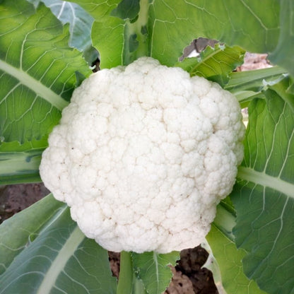 Cauliflower (دیسی پھول گوبھی کے بیج) – 70+ Seeds