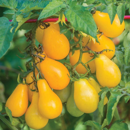 Tomato (Tamatar) - Yellow - Pear Shaped