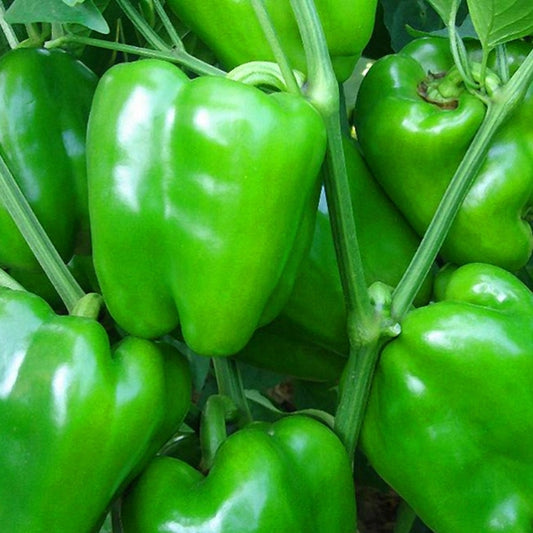 Capsicum (Shimla Mirch) - Green - F1 Hybrid - 25+ Seeds