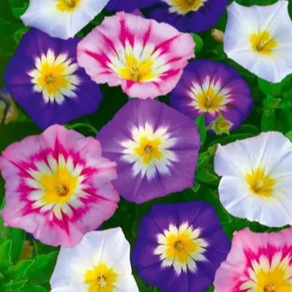 Convolvulus Minor Tricolour - 50+ Seeds