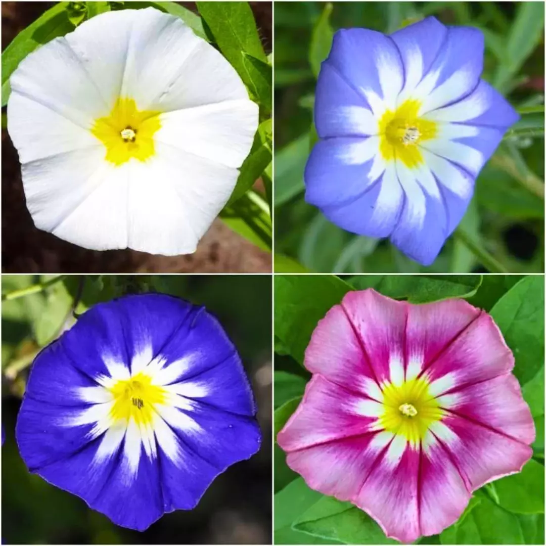 Convolvulus Minor Tricolour - 50+ Seeds