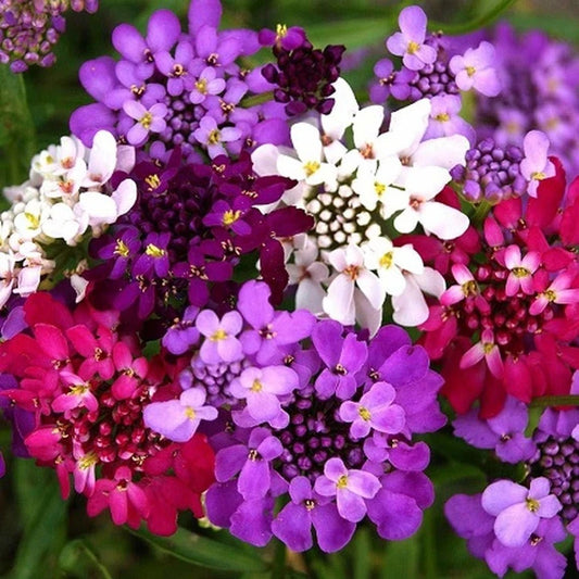 Candytuft Mix – 35+ Seeds