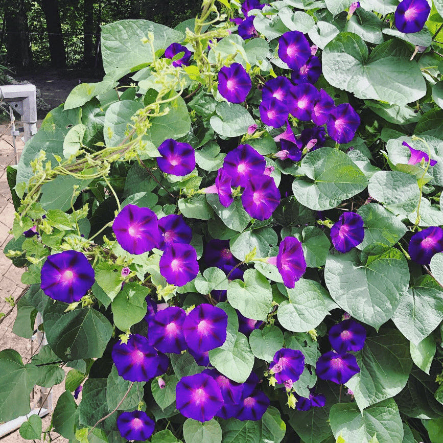 Morning glory (Grandpa Ott) – Seeds