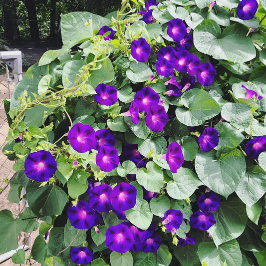 Morning glory (Grandpa Ott) – Seeds