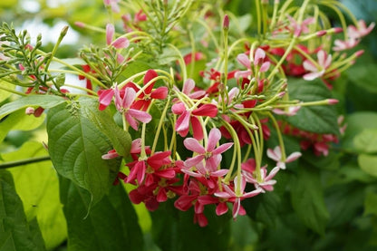 Pink flowers with green leaves on a blurred natural background