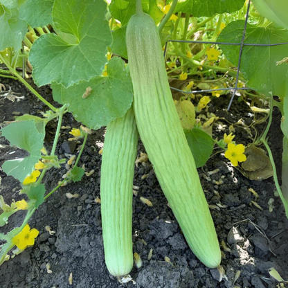 Armenian cucumber (Kakri, ککڑی) - F1 Hybrid - 15+ Seeds