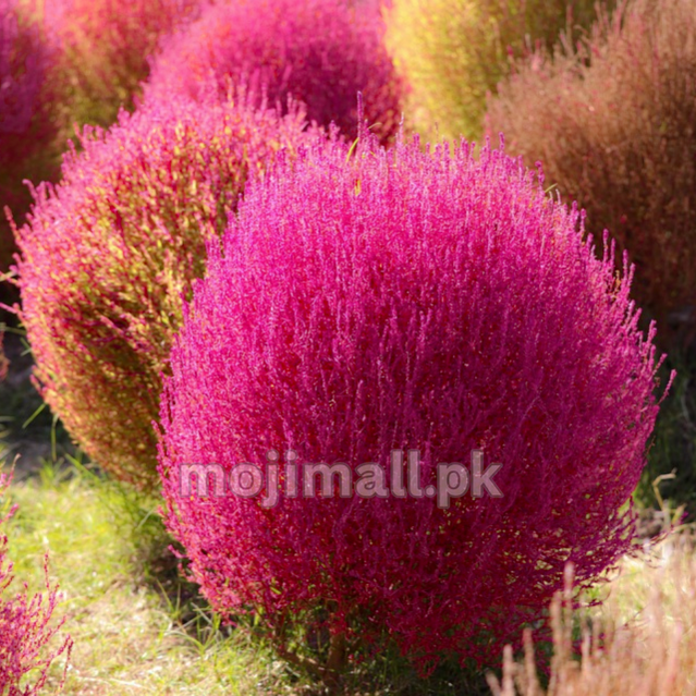 Kochia Seeds Grow Lush Ornamental Plants Moji Mall Kochia Seeds Grow Lush Ornamental Plants Moji Mall