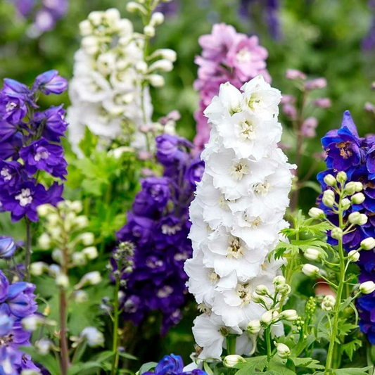 Larkspur Flowers - Seeds