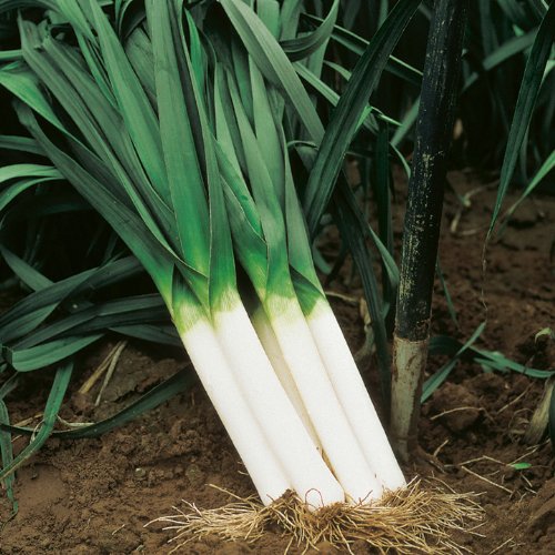 Leek - Seeds