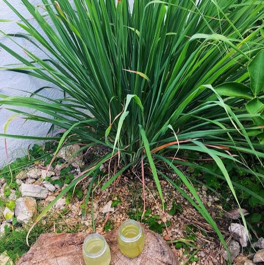 Lemongrass (سبز قہوہ) - Live Plant 🪴
