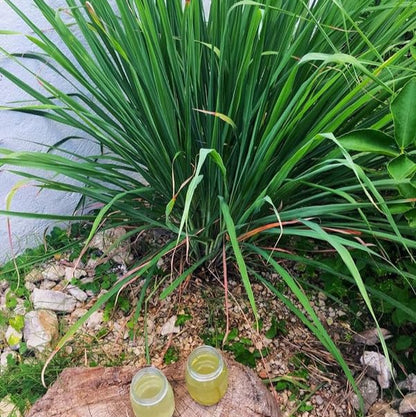 Lemongrass - Live Plant 🪴