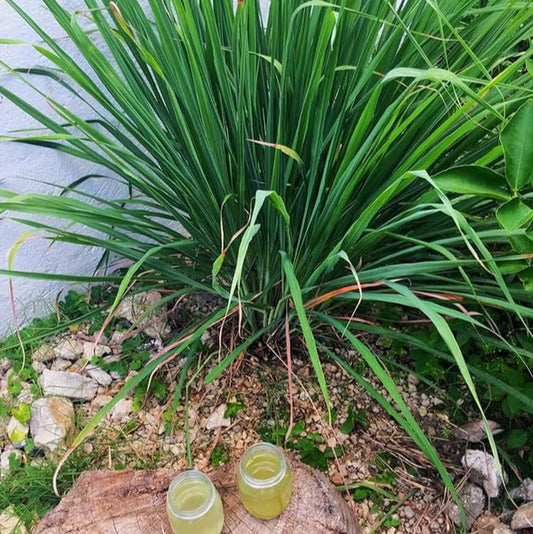 Lemongrass - Live Plant 🪴