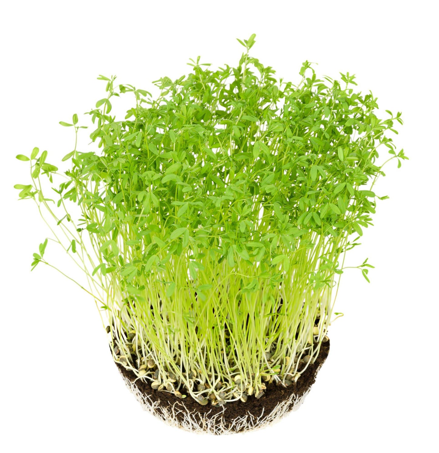 Lentil Green – Microgreens Seeds-Moji Mall
