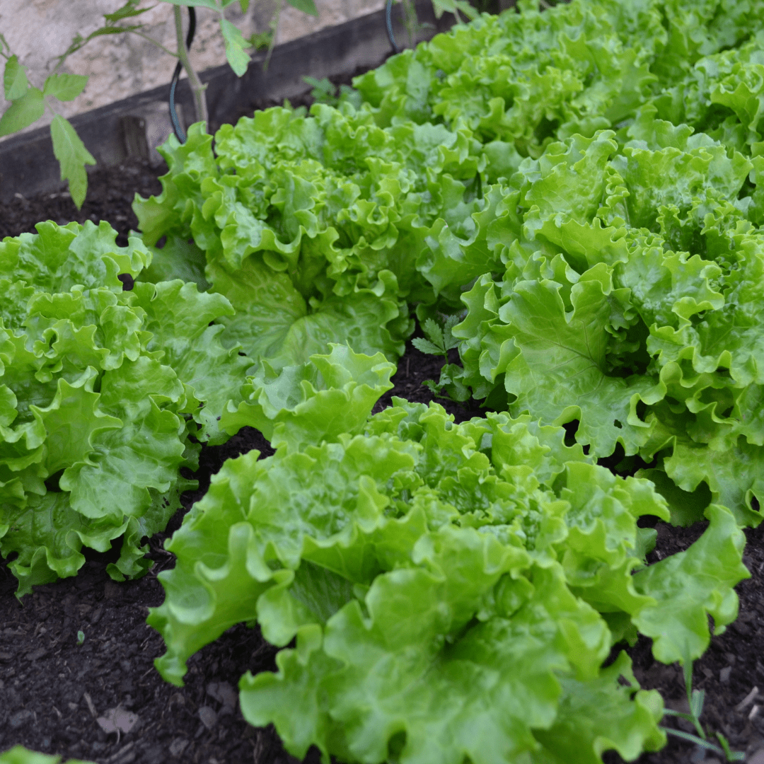 Lettuce Green - 250+ Seeds