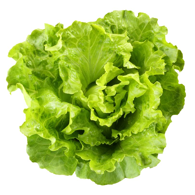 Lettuce Green - F1 Hybrid - 200+ Seeds