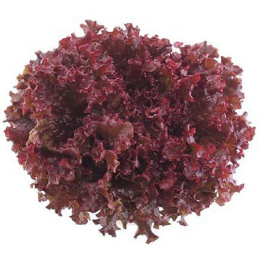 Lettuce (Salad Patta - Surkh ) - Red Curly Leaves - Seeds