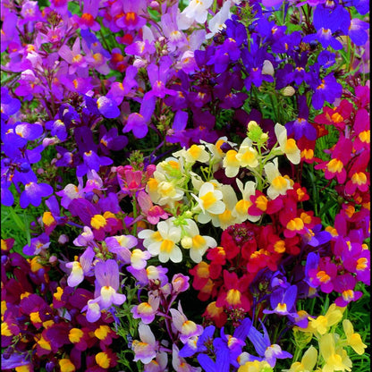 colorful Linaria flowers with a blurred green background