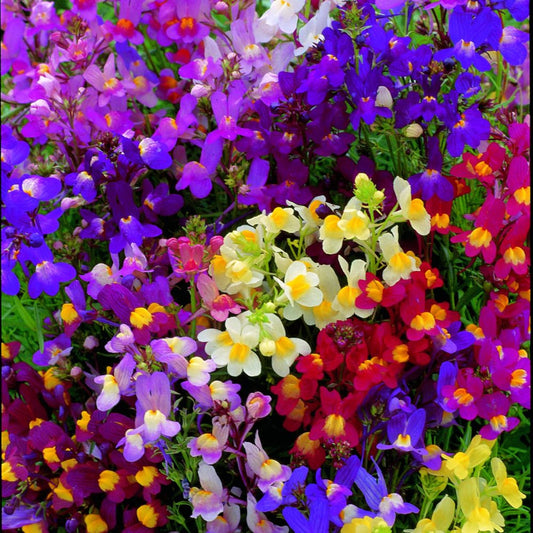 colorful Linaria flowers with a blurred green background