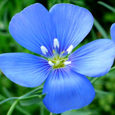 Close-up of a bright blue Flax flower with green leaves in the background