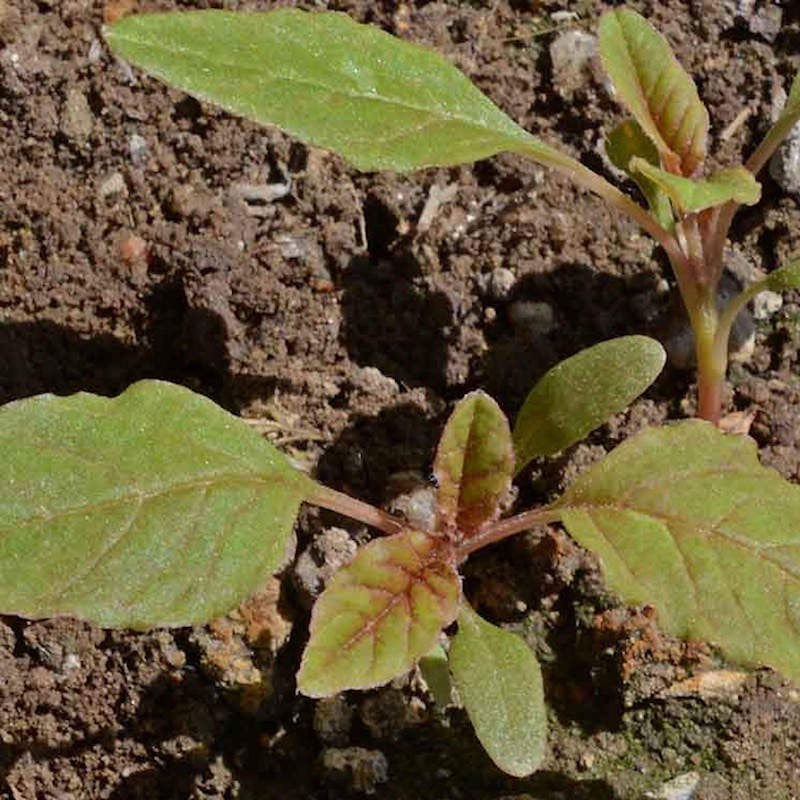 Amaranthus caudatus (Love Lies bleeding) - 300+ Seeds