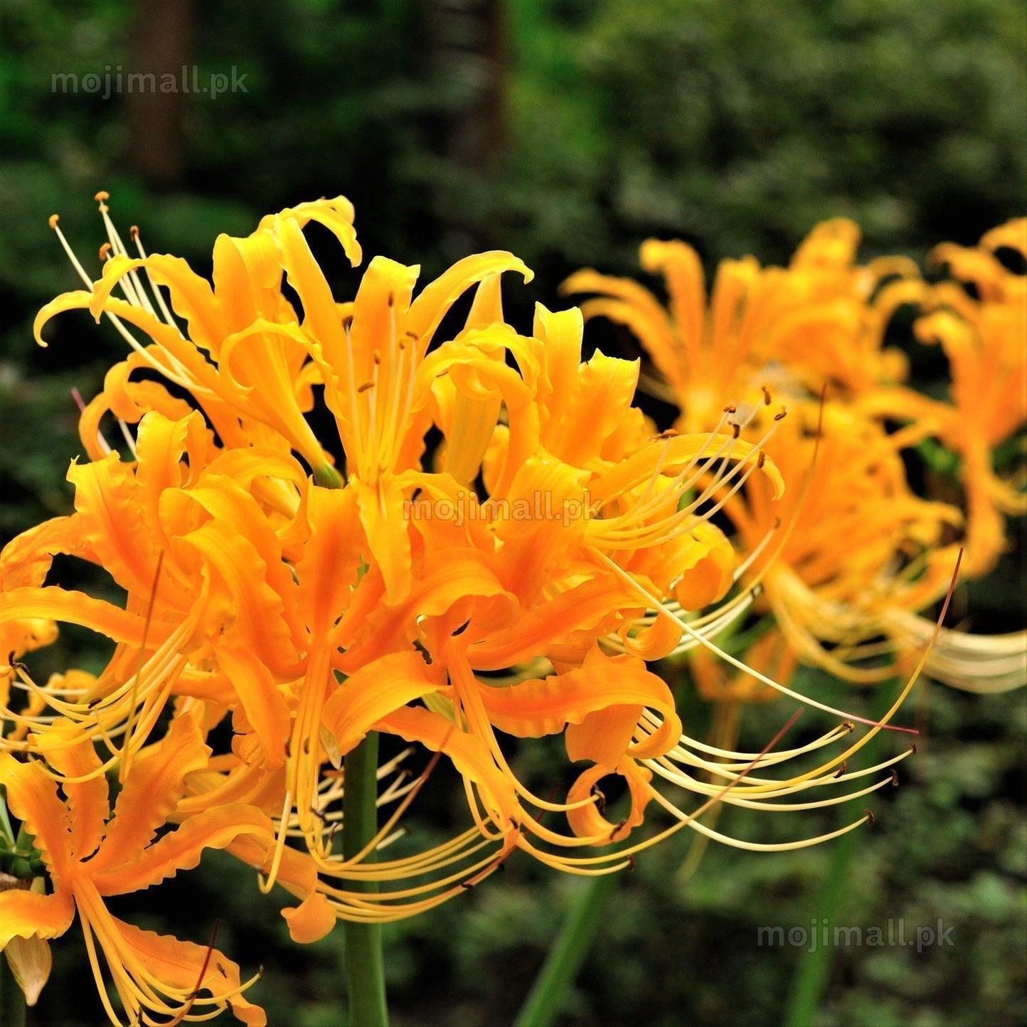 Flower Bulbs