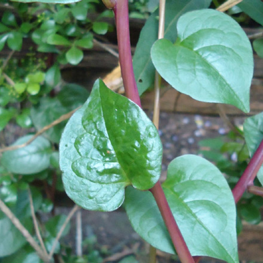 Malabar Spinach Seeds - Red